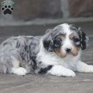 Flame, Cavapoo Puppy
